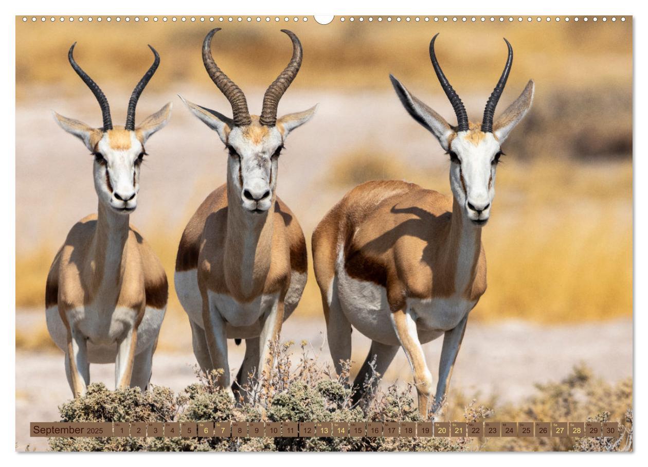 Bild: 9783383862526 | Wildlife Namibia - Etosha und Kalahari (Wandkalender 2025 DIN A2...