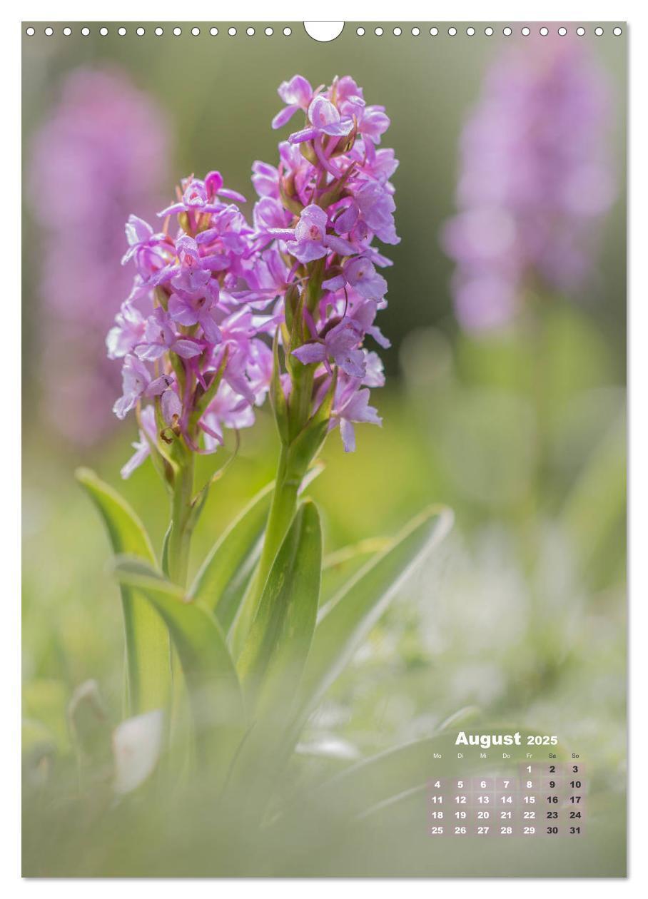 Bild: 9783435990207 | Orchideen in freier Wildbahn (Wandkalender 2025 DIN A3 hoch),...