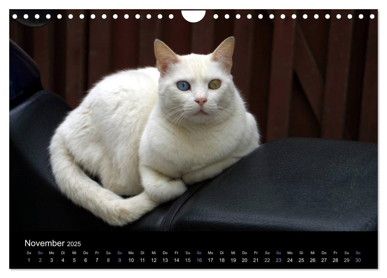 Bild: 9783435684069 | Katzensprung (Wandkalender 2025 DIN A4 quer), CALVENDO Monatskalender