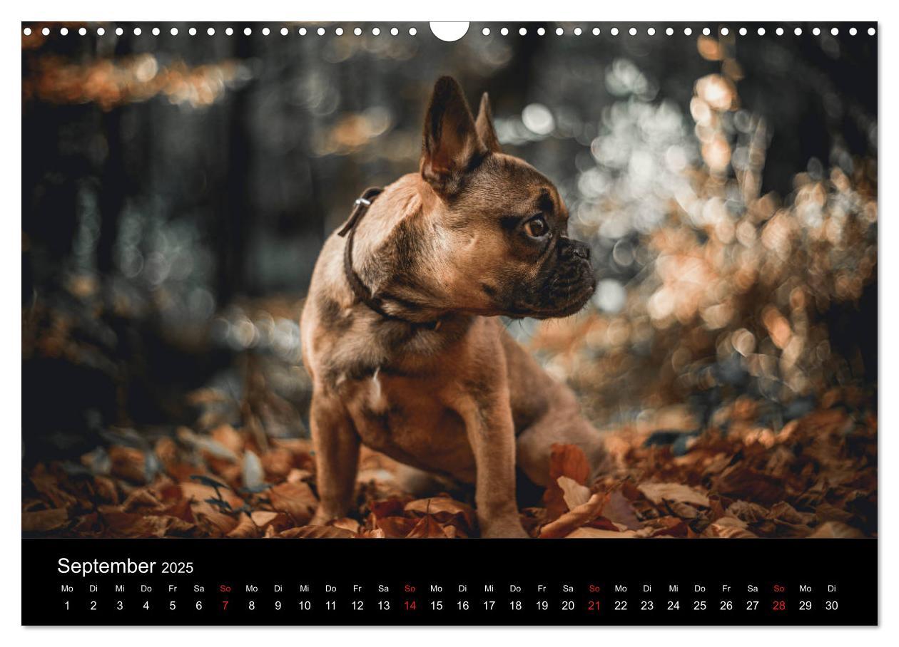 Bild: 9783435301775 | French Bulldog aktiv, verspielt, sportlich (Wandkalender 2025 DIN...