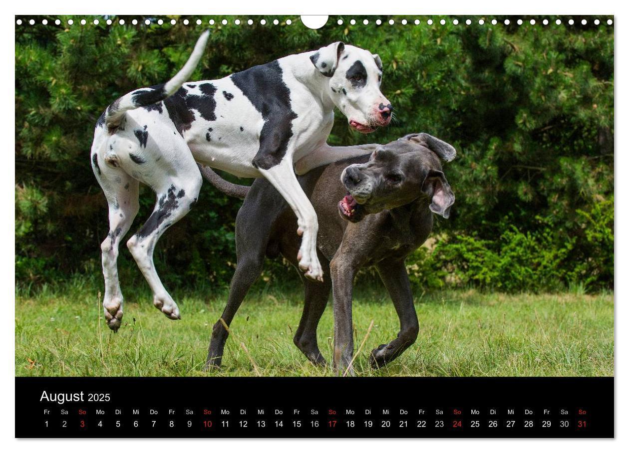 Bild: 9783435761890 | Deutsche Dogge 2025 (Wandkalender 2025 DIN A3 quer), CALVENDO...