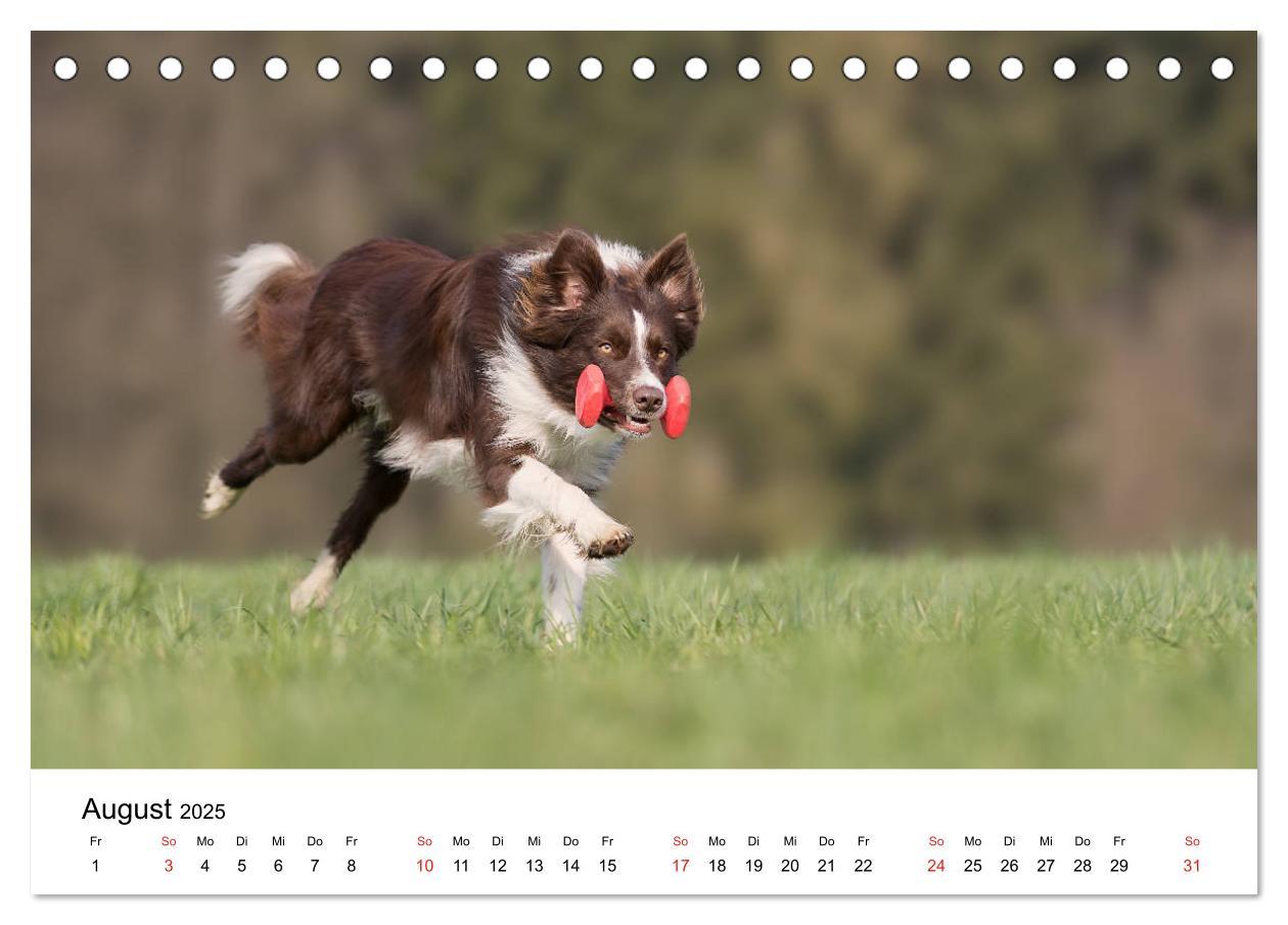 Bild: 9783435190539 | Border Collie - Bunt und clever! (Tischkalender 2025 DIN A5 quer),...