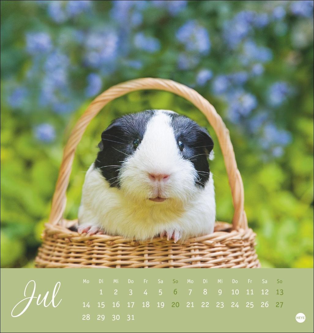 Bild: 9783756407101 | Kuschelige Meerschweinchen Postkartenkalender 2025 | Kalender | 13 S.