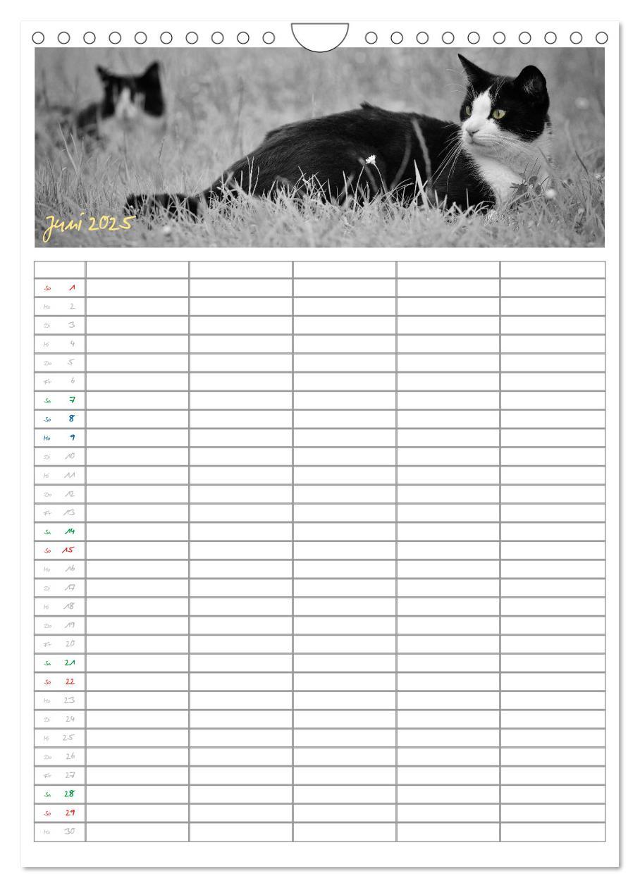 Bild: 9783457088166 | Miezekatzen Planungskalender (Wandkalender 2025 DIN A4 hoch),...