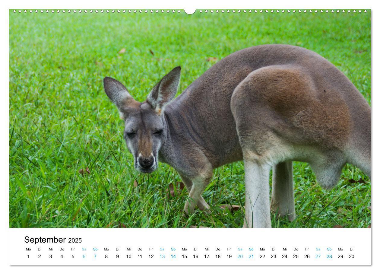 Bild: 9783435094318 | Australien - Down Under - Ostküste (Wandkalender 2025 DIN A2 quer),...