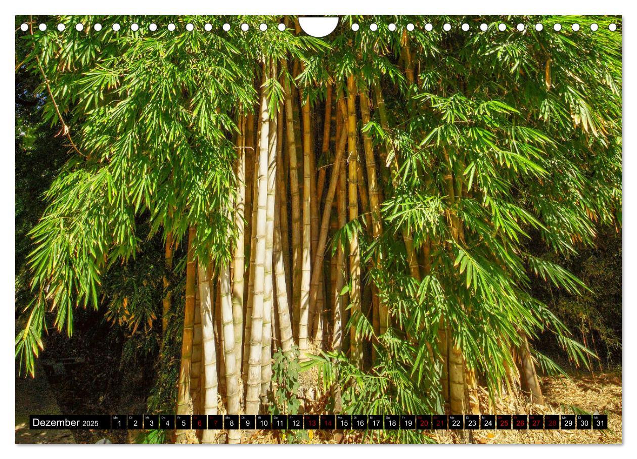 Bild: 9783435399499 | Botanischer Garten Palermo (Wandkalender 2025 DIN A4 quer),...