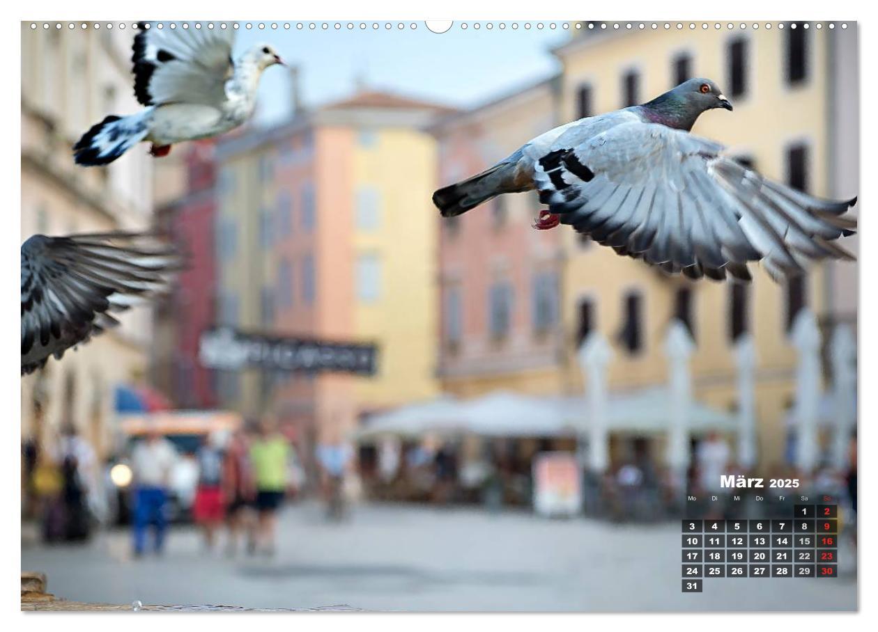 Bild: 9783435570232 | Wie ein Vogel in Rovinj! (Wandkalender 2025 DIN A2 quer), CALVENDO...