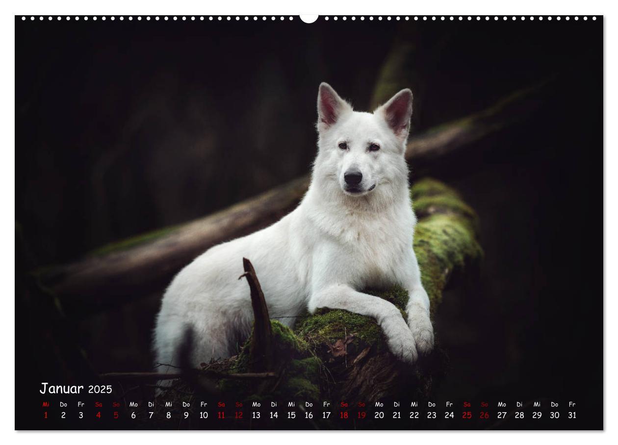 Bild: 9783435350315 | Schäferhunde und Ihre Vielfalt (Wandkalender 2025 DIN A2 quer),...