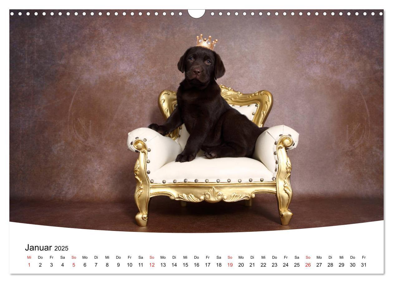 Bild: 9783435199266 | Labrador Welpen - Labrador Puppies (Wandkalender 2025 DIN A3 quer),...