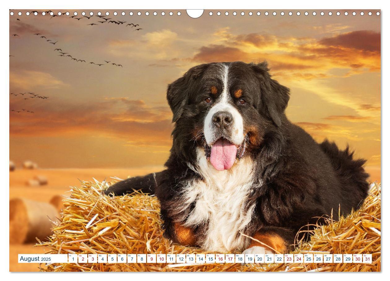 Bild: 9783435050079 | Berner Sennenhund - Ein Traum auf vier Pfoten (Wandkalender 2025...