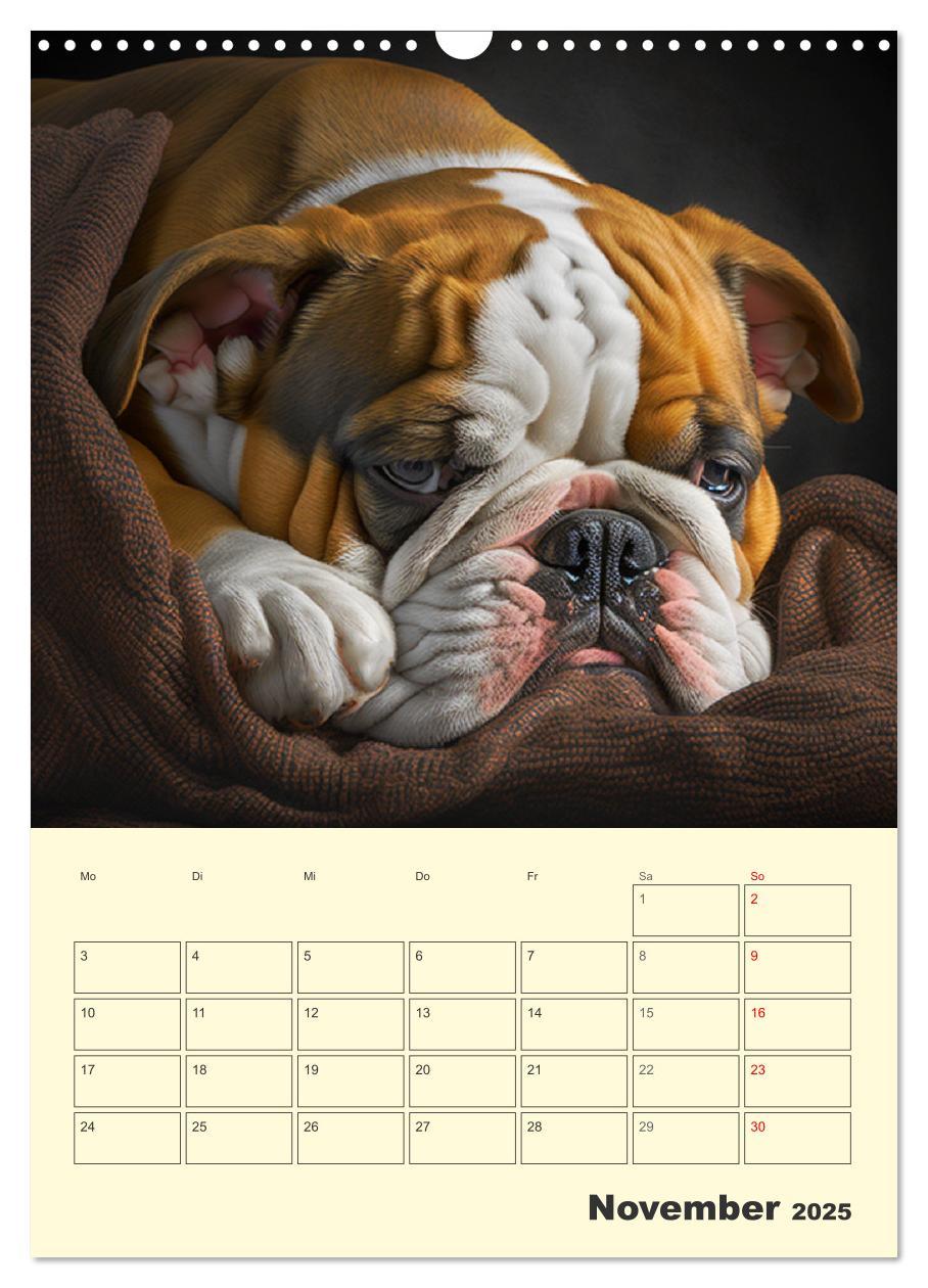 Bild: 9783435875405 | English Bulldogs. Fröhliche Dickköpfe mit Charakter (Wandkalender...