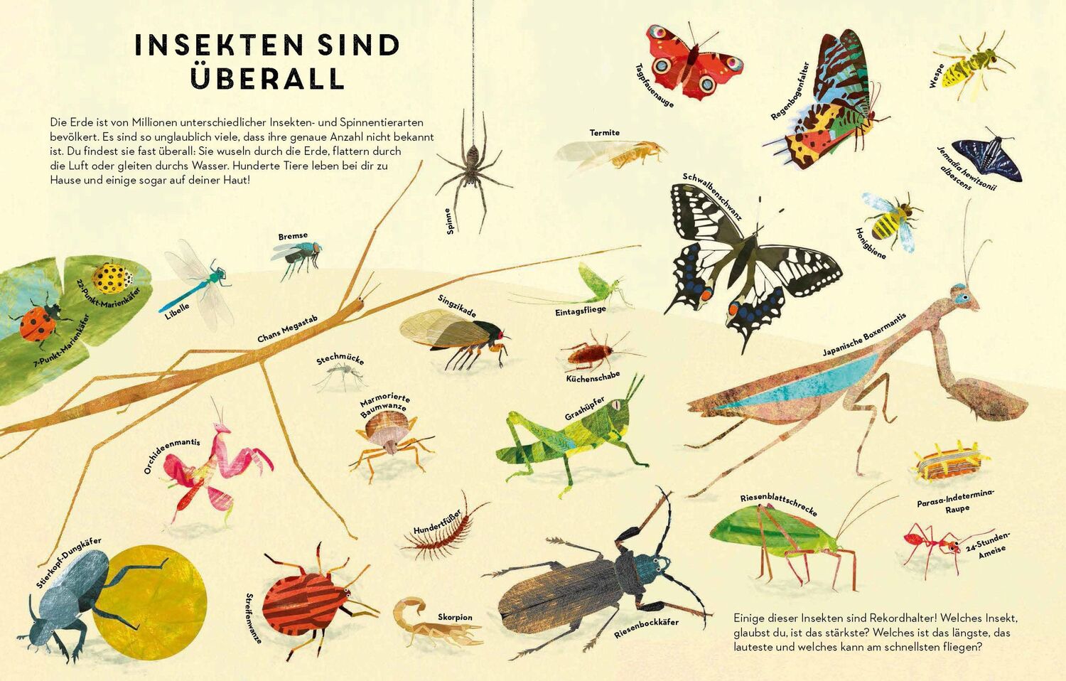 Bild: 9783791374390 | Sechs Beine oder mehr - Die Wunderwelt der Insekten | Buch | 48 S.