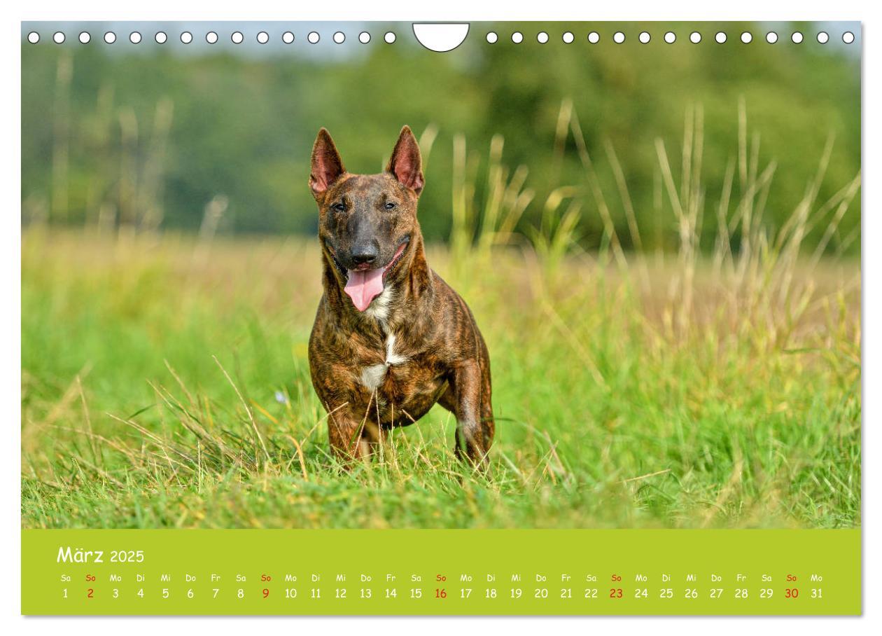 Bild: 9783435314577 | Einmal Bullterrier - immer Bullterrier (Wandkalender 2025 DIN A4...