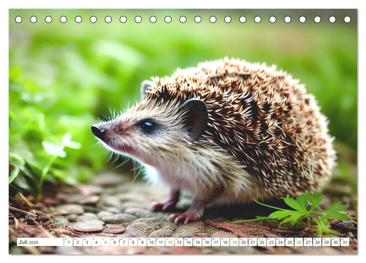 Bild: 9783383869730 | Niedliche Igel (Tischkalender 2025 DIN A5 quer), CALVENDO...