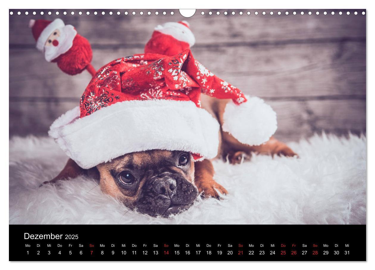 Bild: 9783435301775 | French Bulldog aktiv, verspielt, sportlich (Wandkalender 2025 DIN...