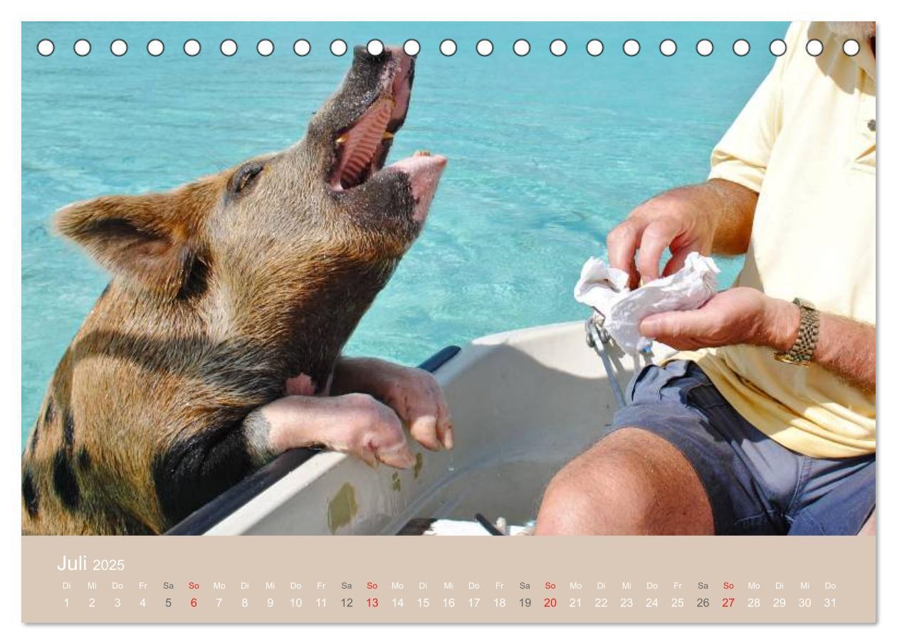 Bild: 9783435738816 | Schwimmende Schweine auf den Bahamas! (Tischkalender 2025 DIN A5...