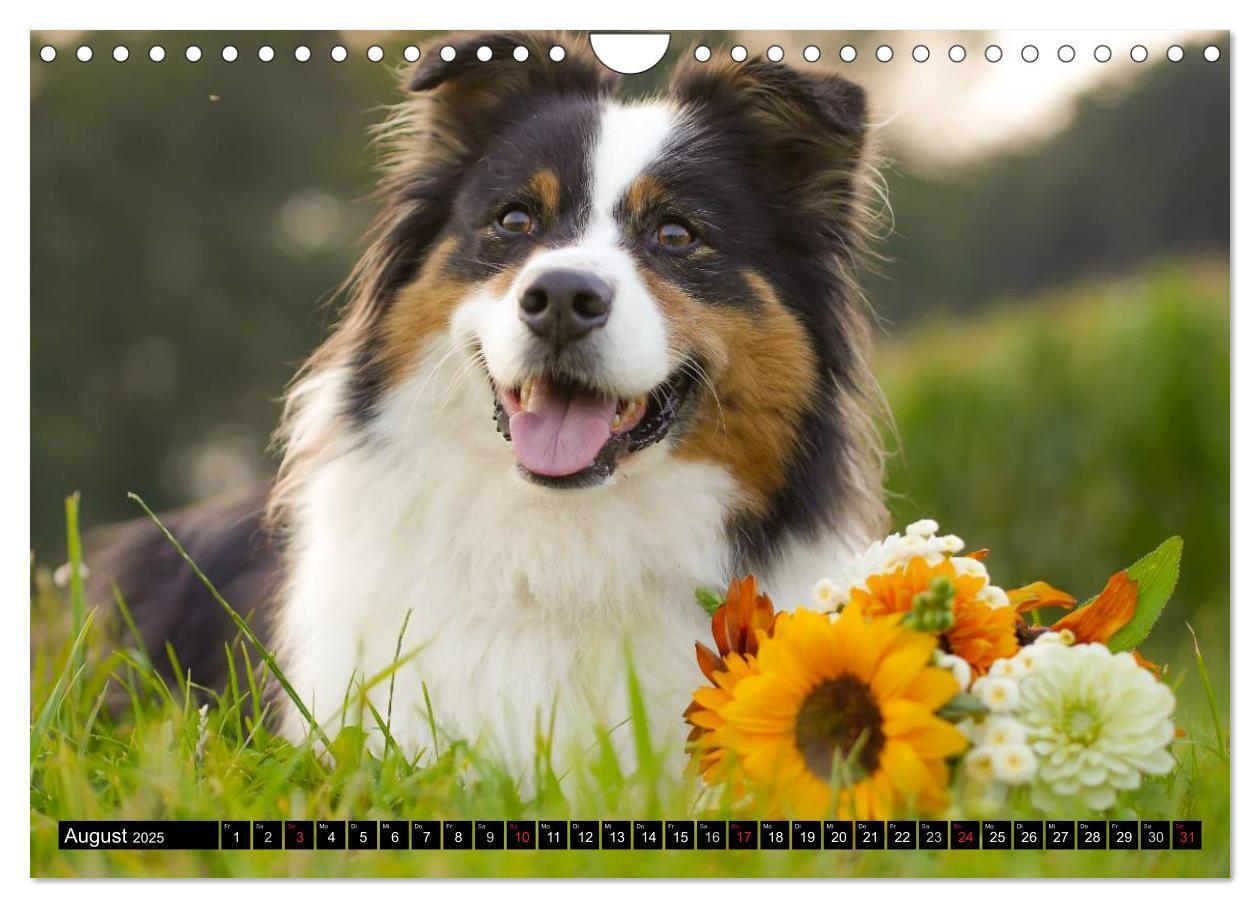 Bild: 9783435553624 | Australian Shepherd - Lebensfreude auf vier Pfoten (Wandkalender...