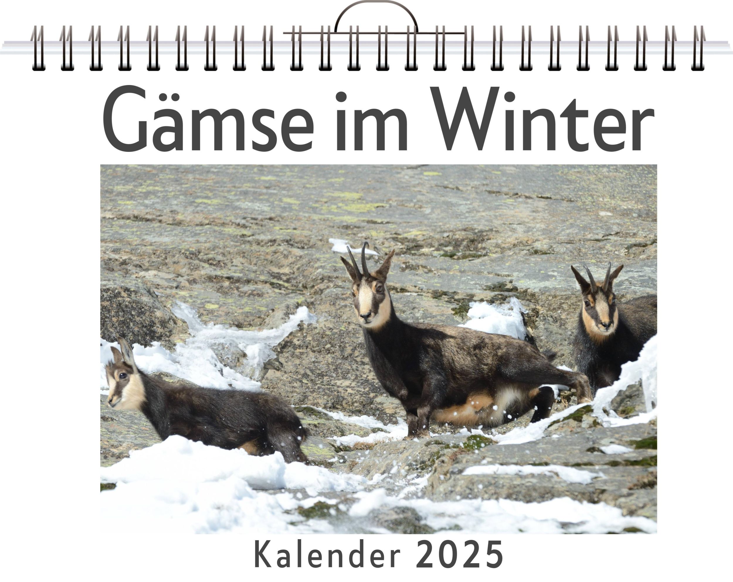 Cover: 9783759124456 | Gämse im Winter | Noah Möller | Kalender | Kalender | 14 S. | Deutsch