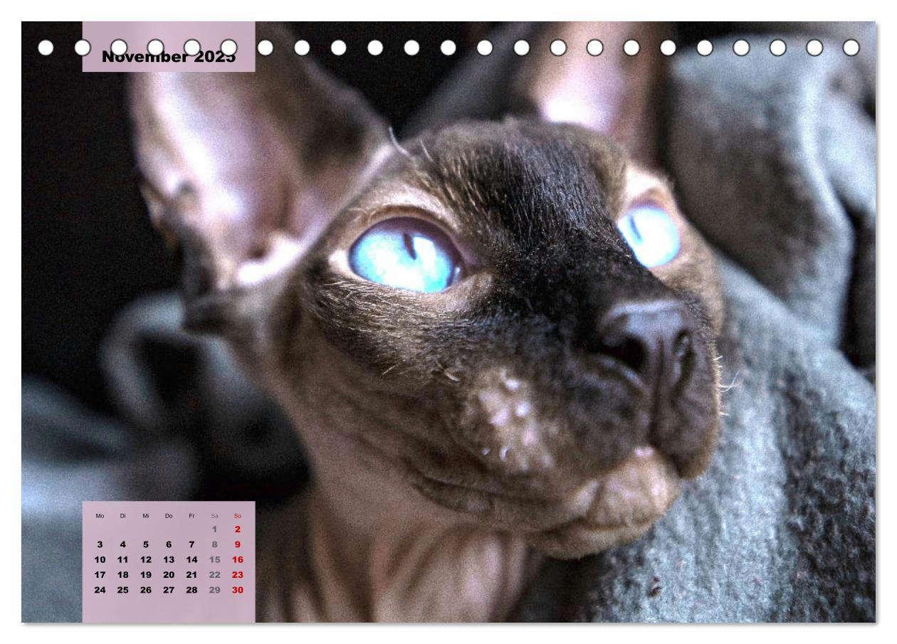 Bild: 9783435049387 | Sphinx. Grazile und anmutige Nacktkatzen (Tischkalender 2025 DIN A5...