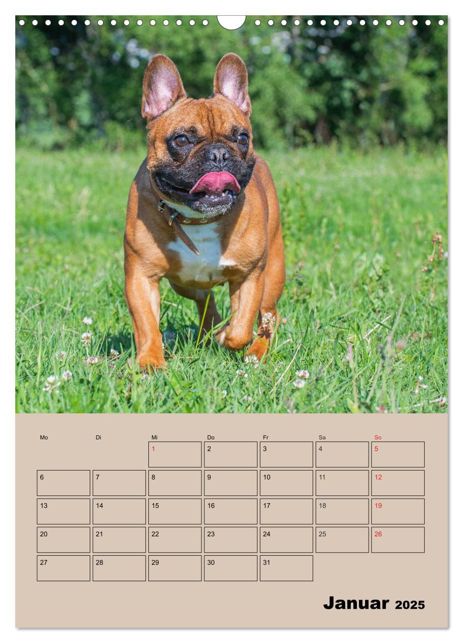 Bild: 9783435959259 | Jahresplaner Französische Bulldogge (Wandkalender 2025 DIN A3...