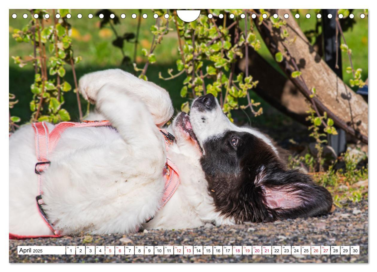 Bild: 9783383859618 | Traumhund Landseer (Wandkalender 2025 DIN A4 quer), CALVENDO...