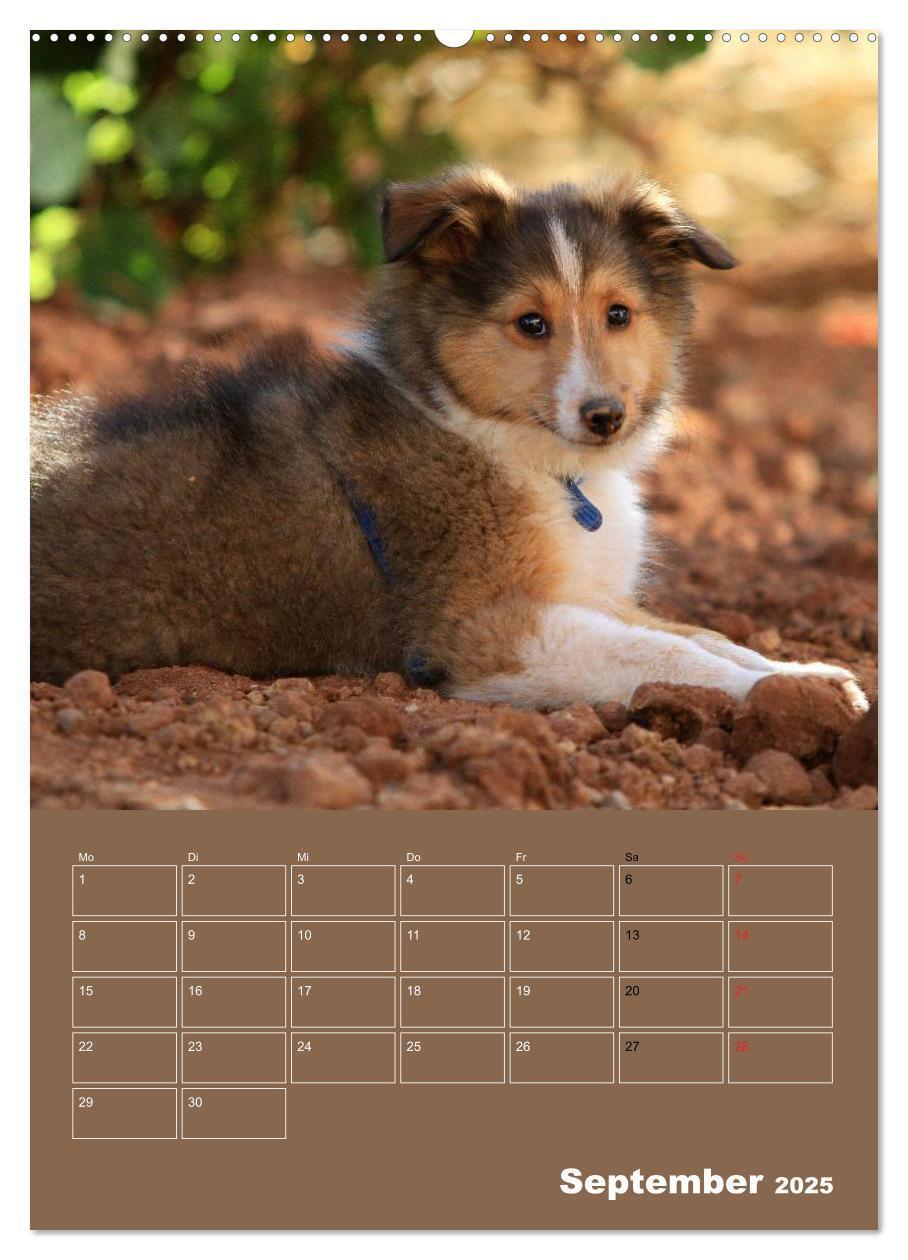 Bild: 9783457012536 | SHELTIES Herzensbrecher auf 4 Pfoten (Wandkalender 2025 DIN A2...