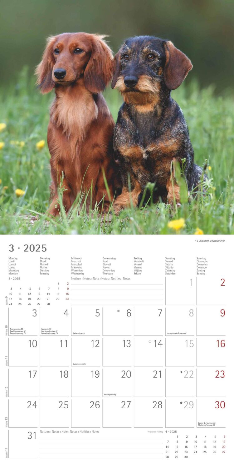 Bild: 4251732343033 | Dackel 2025 - Broschürenkalender 30x30 cm (30x60 geöffnet) -...