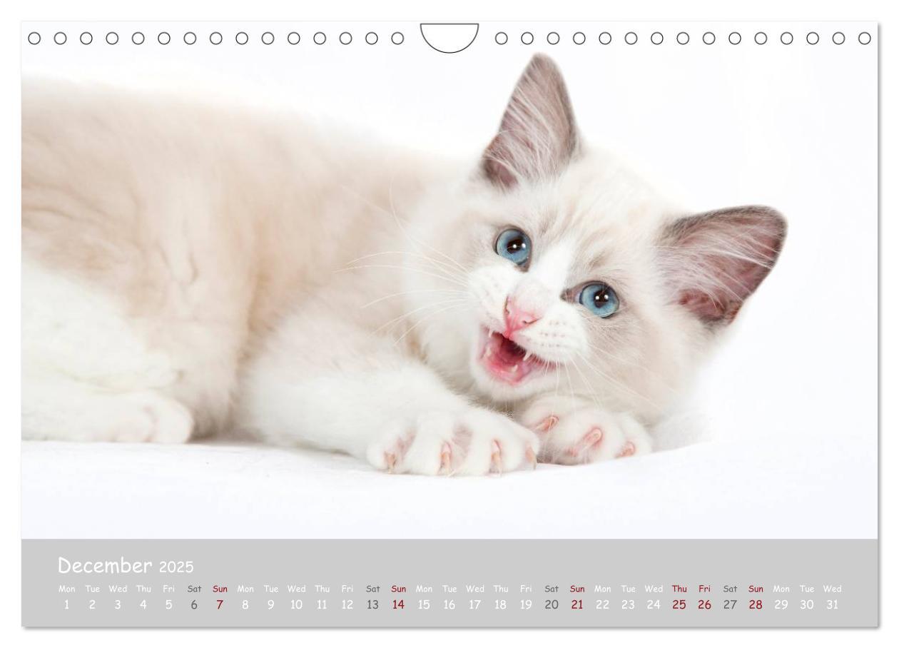 Bild: 9781325962532 | Amazing Ragdoll Kittens (Wall Calendar 2025 DIN A4 landscape),...