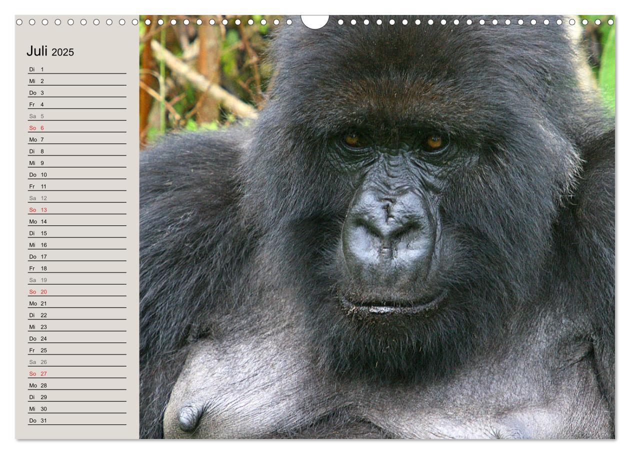 Bild: 9783435524440 | Berggorillas - die sanften Riesen (Wandkalender 2025 DIN A3 quer),...