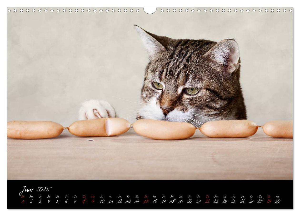 Bild: 9783435837335 | Katzen 2025 (Wandkalender 2025 DIN A3 quer), CALVENDO Monatskalender