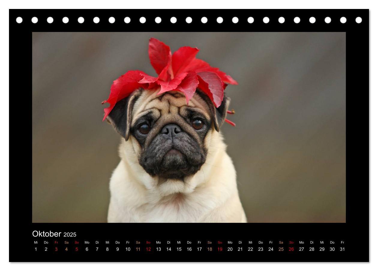 Bild: 9783435638420 | Der Feldfurchen-Mops (Tischkalender 2025 DIN A5 quer), CALVENDO...