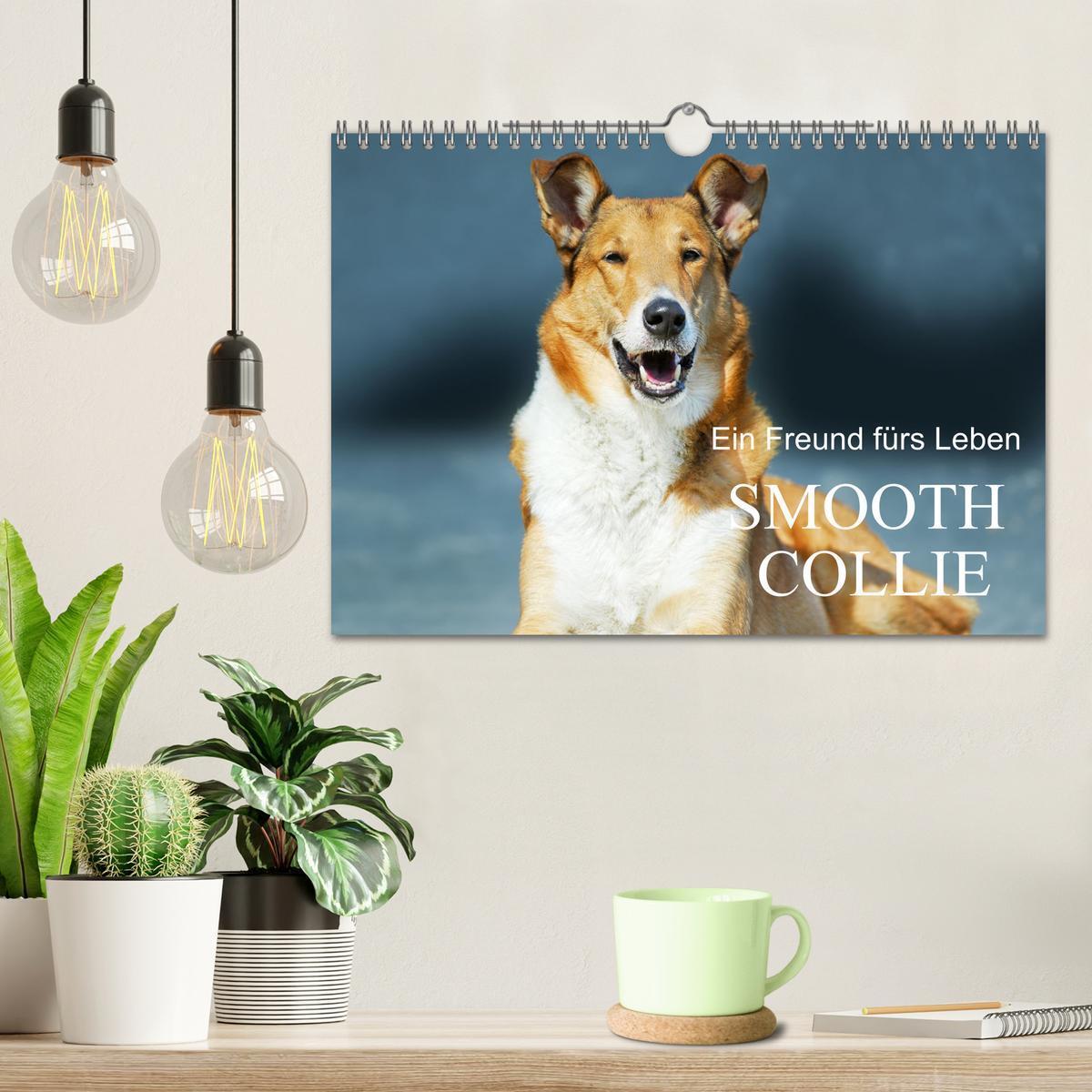 Bild: 9783457153178 | Ein Freund fürs Leben - Smooth Collie (Wandkalender 2025 DIN A4...