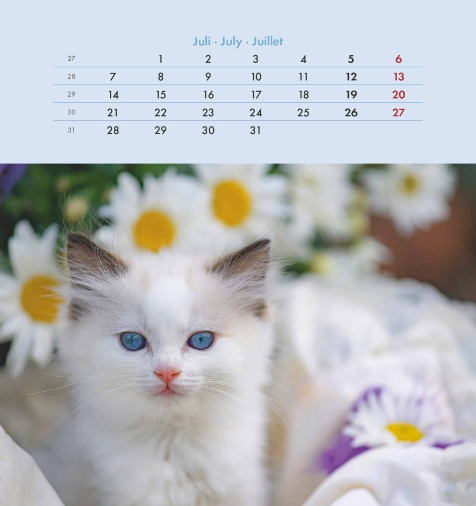 Bild: 4251732342296 | Alpha Edition - Schmusekatzen 2025 Postkartenkalender, 16x17cm,...