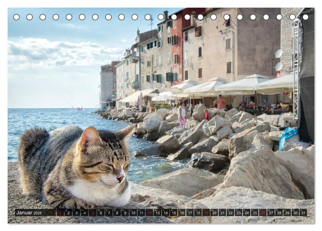 Bild: 9783435575527 | Die Katzen von Rovinj (Tischkalender 2025 DIN A5 quer), CALVENDO...