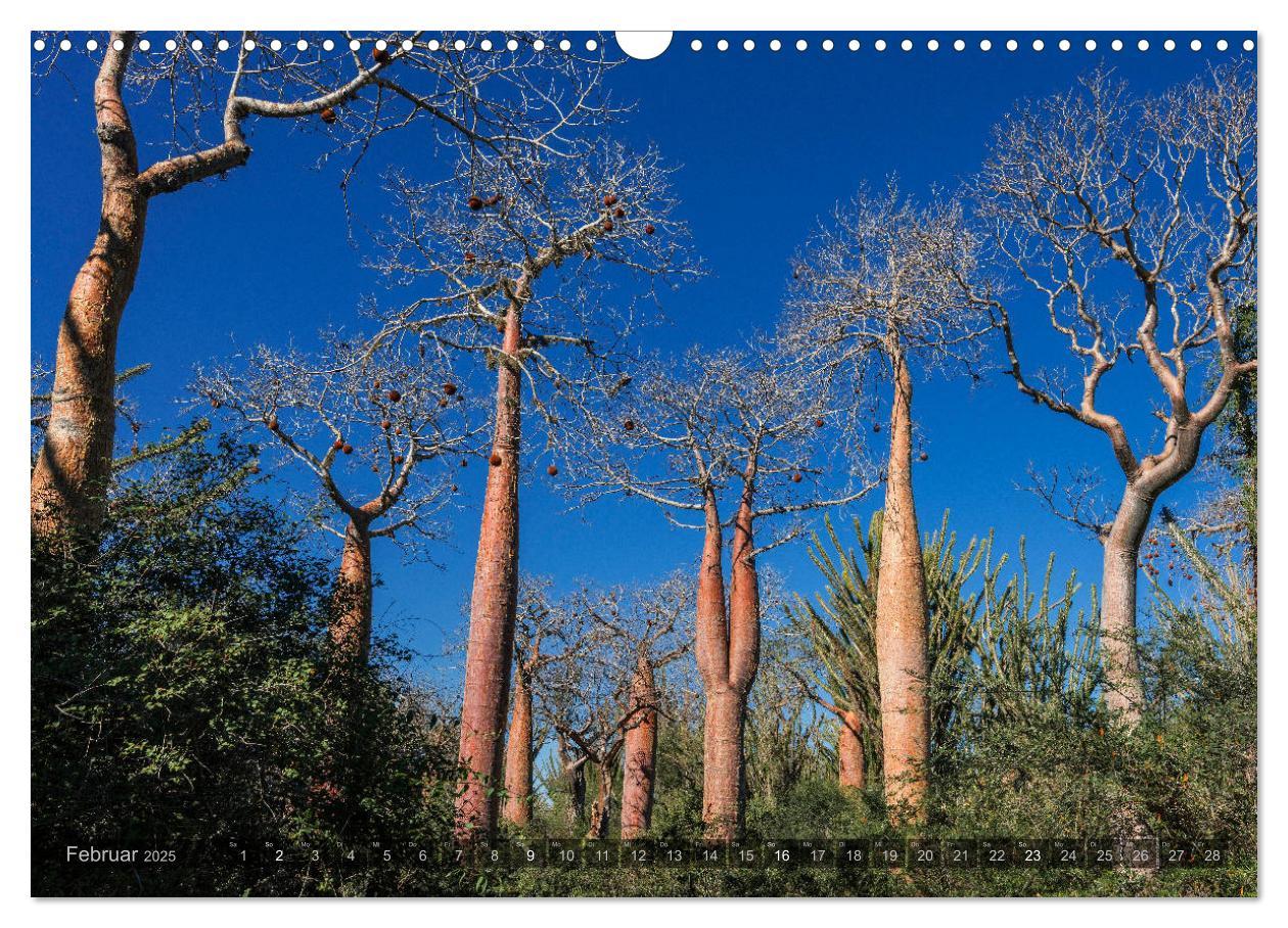 Bild: 9783435277889 | Zauberwald Ifaty · Traumhafte Baobabs in Madagaskar (Wandkalender...