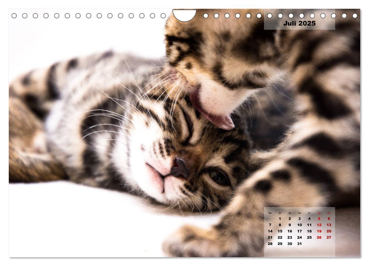 Bild: 9783435348527 | Bengal Kätzchen 2 (Wandkalender 2025 DIN A4 quer), CALVENDO...