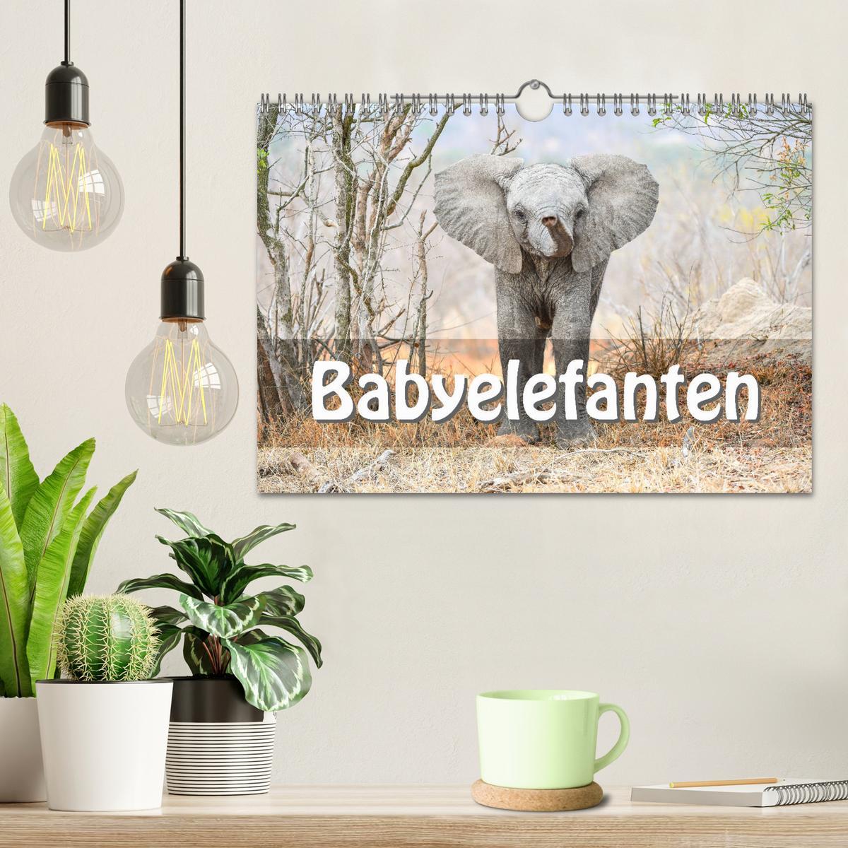 Bild: 9783435247868 | Babyelefanten (Wandkalender 2025 DIN A4 quer), CALVENDO Monatskalender