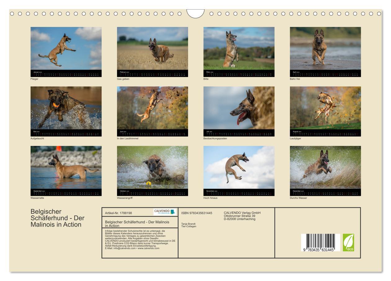 Bild: 9783435631445 | Belgischer Schäferhund - Der Malinois in Action (Wandkalender 2025...