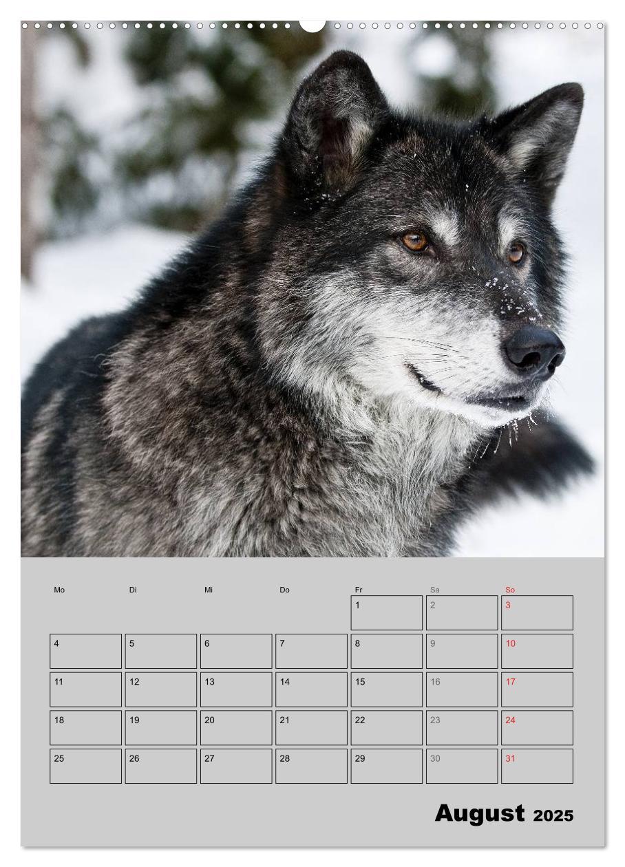 Bild: 9783457007143 | Wolf-Gesichter (hochwertiger Premium Wandkalender 2025 DIN A2...