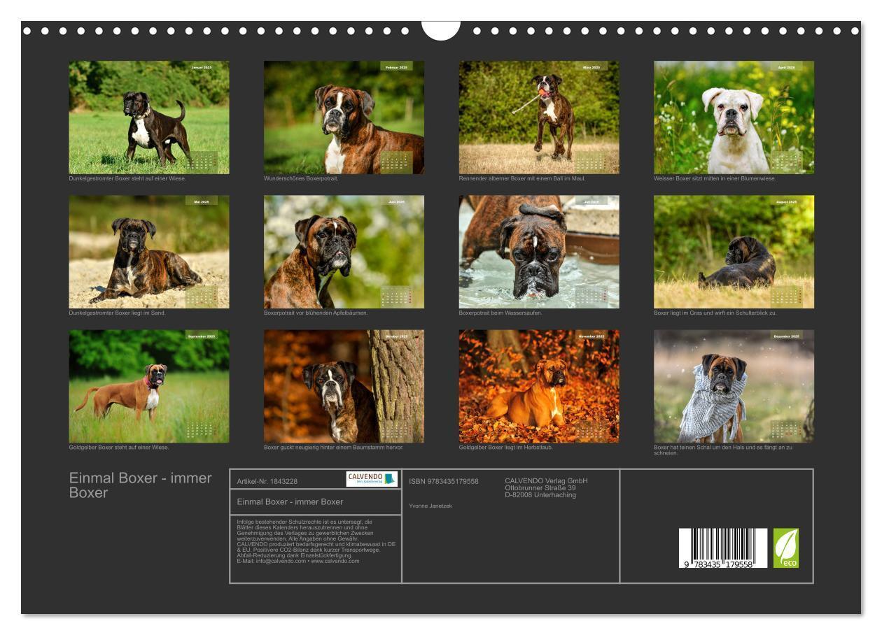 Bild: 9783435179558 | Einmal Boxer - immer Boxer (Wandkalender 2025 DIN A3 quer),...