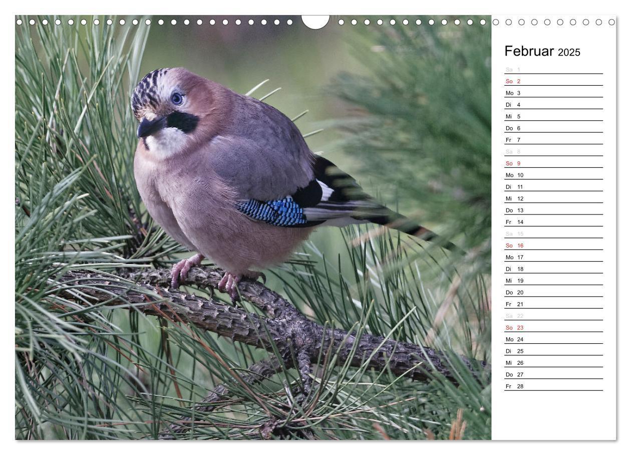 Bild: 9783435544547 | Unsere heimischen Gartenvögel (Wandkalender 2025 DIN A3 quer),...