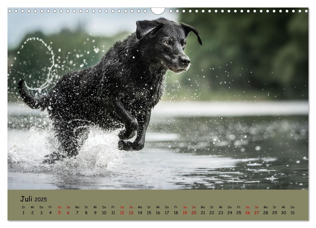 Bild: 9783383960284 | Labrador Retriever - Vielfalt auf Vier Pfoten (Wandkalender 2025...