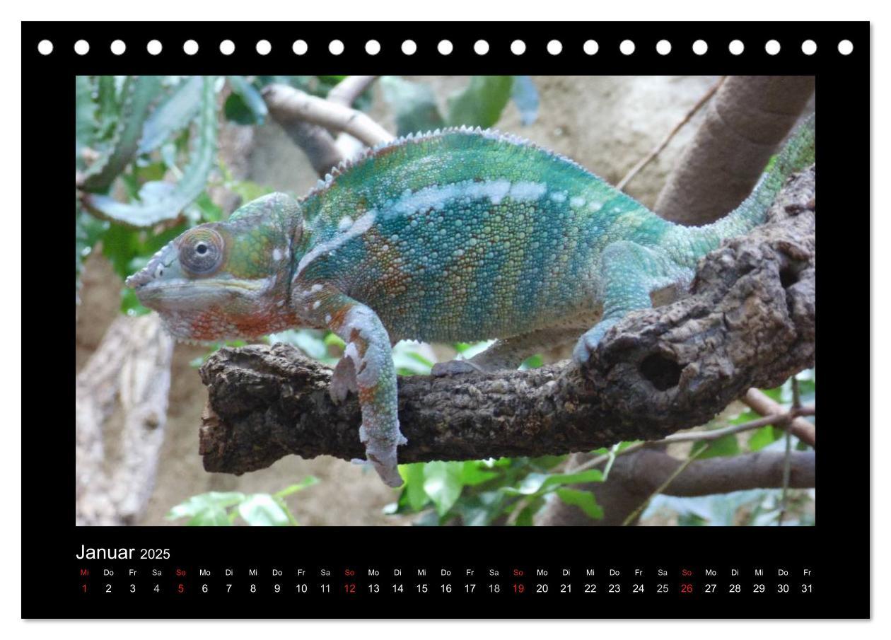 Bild: 9783435806256 | Faszinierende Reptilien (Tischkalender 2025 DIN A5 quer), CALVENDO...