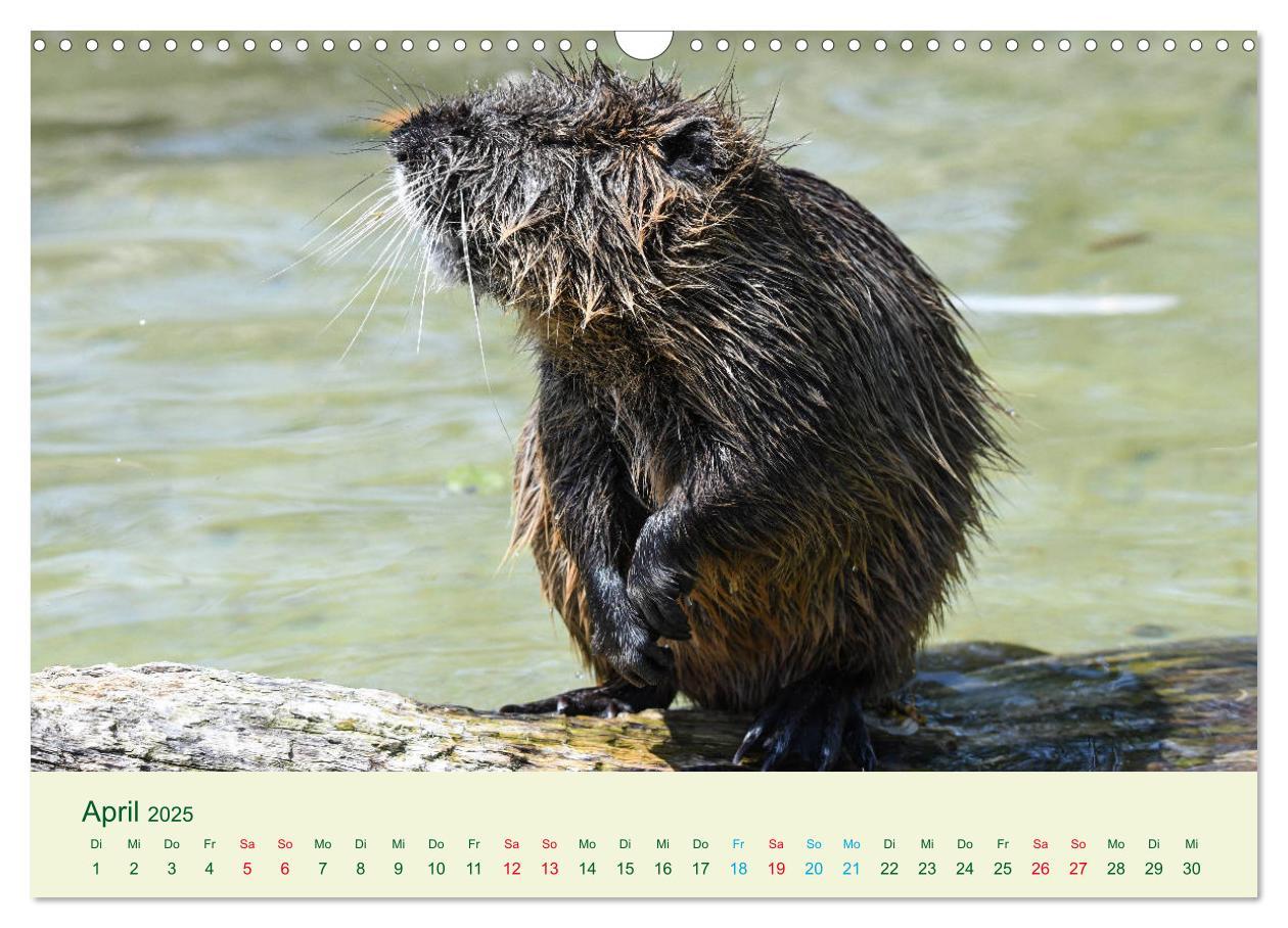 Bild: 9783435117727 | NUTRIAS - Pelzige Gesellen (Wandkalender 2025 DIN A3 quer),...