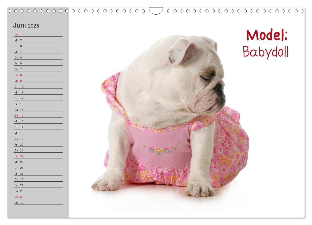 Bild: 9783435539048 | English Bulldog XXL Models (Wandkalender 2025 DIN A3 quer),...