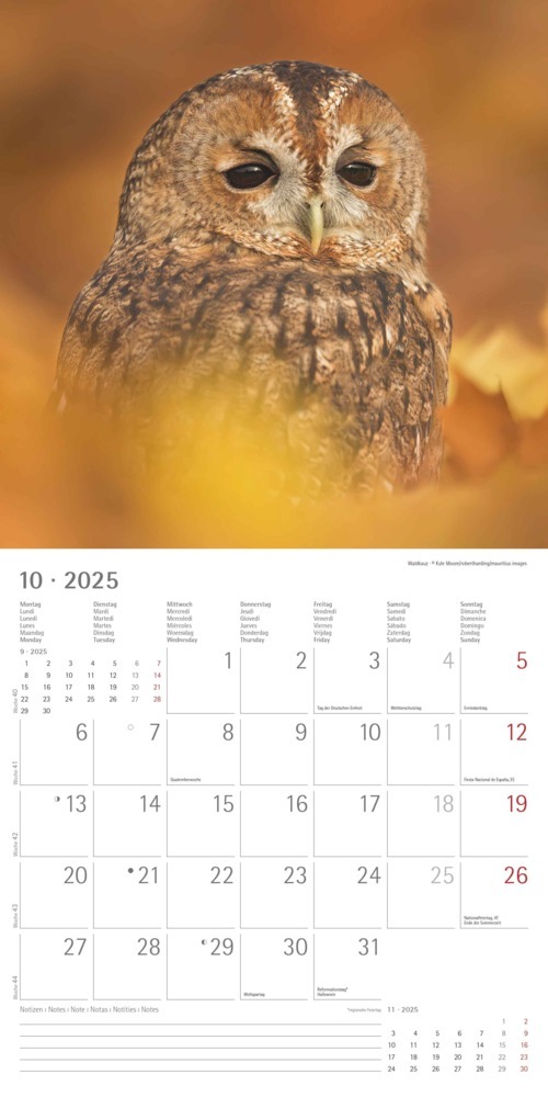 Bild: 4251732340735 | Alpha Edition - Eulen 2025 Broschürenkalender, 30x30cm,...