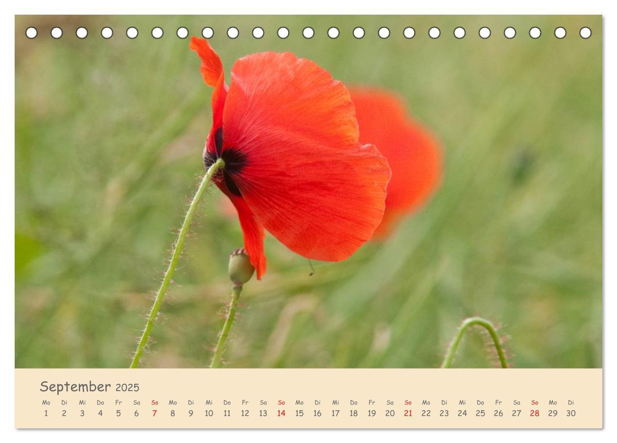 Bild: 9783435493500 | Mohnblumen - rote Schönheiten (Tischkalender 2025 DIN A5 quer),...