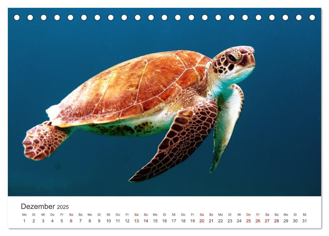 Bild: 9783383996610 | Schildkröten - Die gepanzerten Tiere. (Tischkalender 2025 DIN A5...