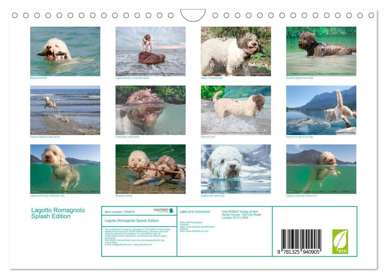 Bild: 9781325940905 | Lagotto Romagnolo Splash Edition (Wall Calendar 2025 DIN A4...