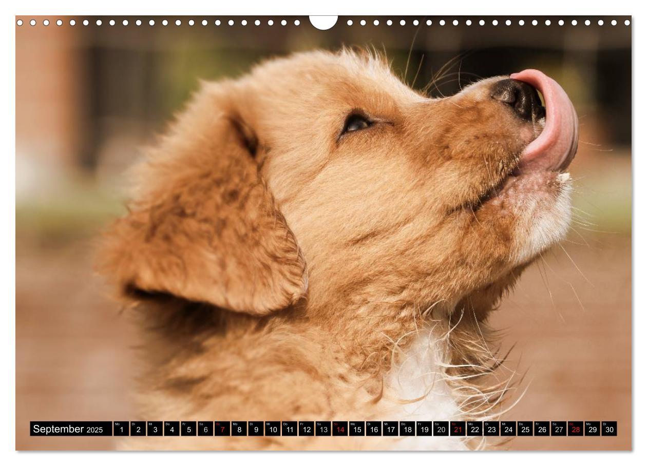 Bild: 9783435569380 | Nova Scotia Duck Tolling Retriever (Wandkalender 2025 DIN A3 quer),...